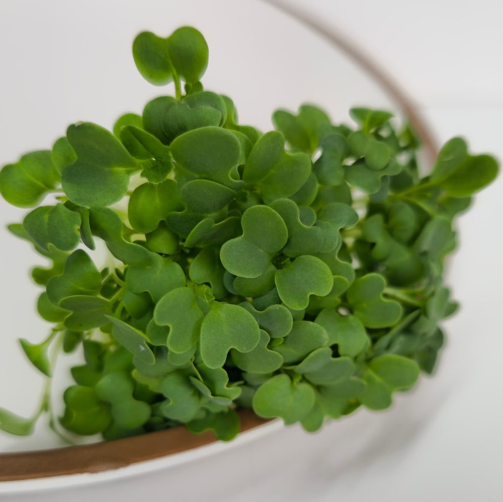 Oriental Mustard Microgreens